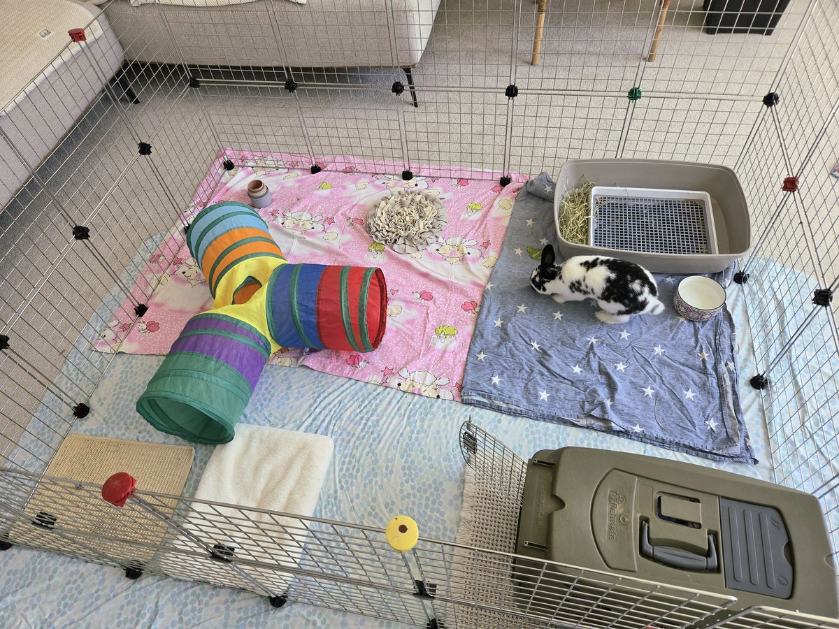 The guest pen in the living room, with a hay-filled litter box, water bowl, play tunnel, snuffle mat and carrier, and a black and white rabbit beside the litter box.
